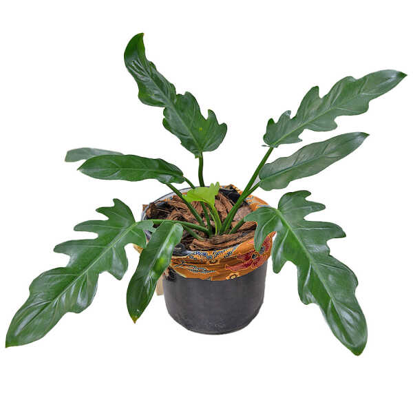PHILODENDRON OLYMPIAD | XANADU - Image 1