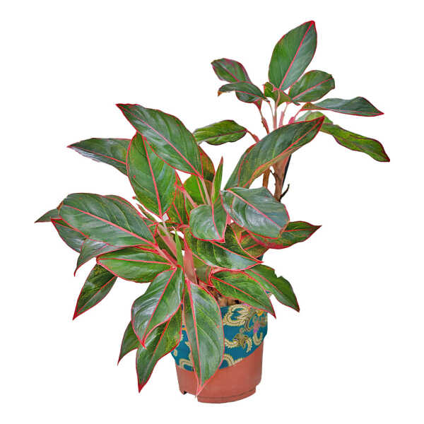 AGLAON-XL AGLAONEMA