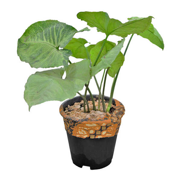 INDOOR ARROWHEAD PINK MEDIUM PLANT | ARROW-M - Image 1