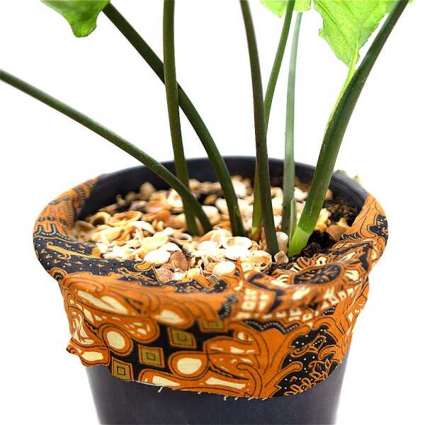 INDOOR ARROWHEAD PINK MEDIUM PLANT | ARROW-M - Image 