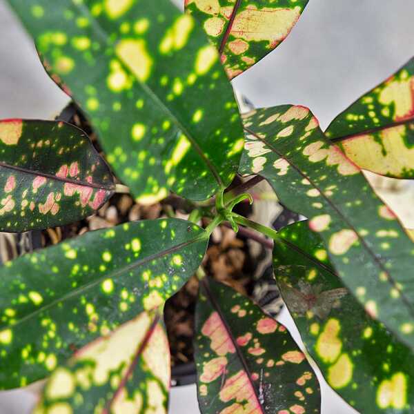 CHINESE CROTON PLANT MEDIUM | CROT-M - Image 